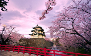 cherry_blossoms_japan_2-wallpaper-1280x800